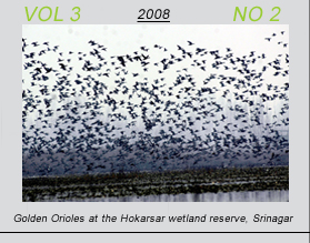 Vetscan Volume 3 No 2 | Golden Orioles at the Hokarsar wetland reserve at Srinagar