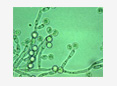 candida